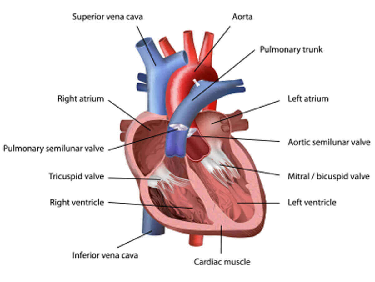 Best Diagnosis, and Treatment of Arrhythmias In Hyderabad